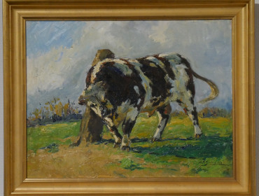 Taureau normand; 20e siècle