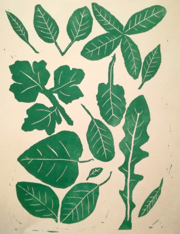 Planche botanique