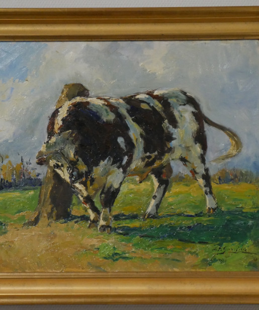 Taureau normand; 20e siècle