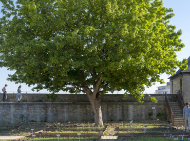 Jardin des simples du Château de Caen . Photo Philippe Delval