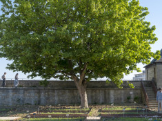 Jardin des simples du Château de Caen . Photo Philippe Delval