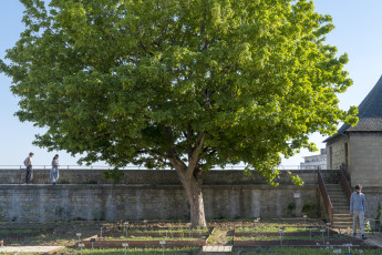 Jardin des simples du Château de Caen . Photo Philippe Delval